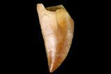 Serrated, Raptor Tooth - Real Dinosaur Tooth #171433-1